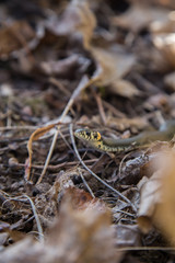 A beautiful grass snake in last years autumn leaves