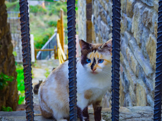 Mirada felina azul, cautivadora en Boltañá, Huesca, Diciembre de 2016