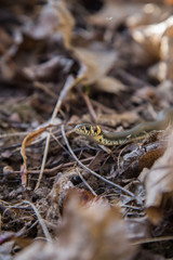 A beautiful grass snake in last years autumn leaves