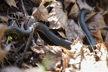 A beautiful grass snake in last years autumn leaves