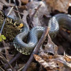 A beautiful grass snake in last years autumn leaves