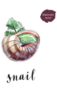 Cooked snail with leaf of parsley