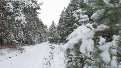Fototapeta na wymiar beautiful wild winter forest Christmas tree in the snow nature scenery pine path