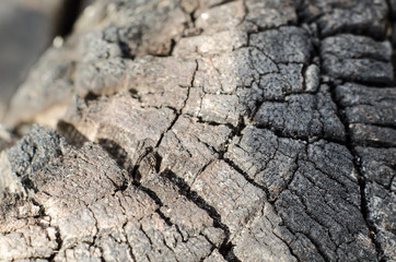 bark texture