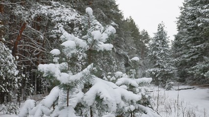 tree branch in the snow in the wind christmas nature swinging winter forest landscape