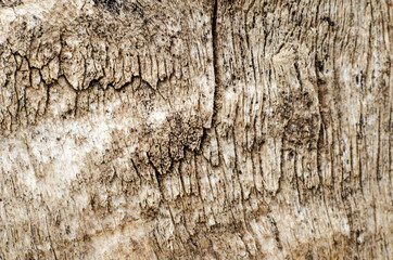 bark texture