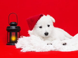 Berger Blanc Suisse puppy in a Christmas hat