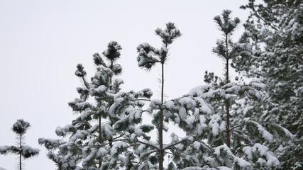 the treetops of pine nature forest christmas tree snow winter forest beautiful landscape