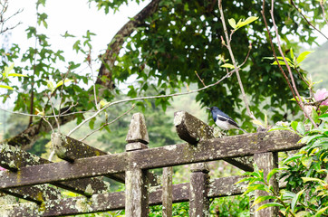 magpie on wooden arbor among nature green garden