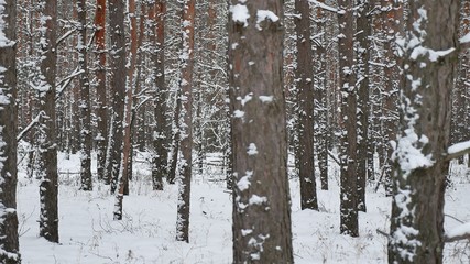 Dry trunks of pine christmas tree winter nature forest landscape of wild