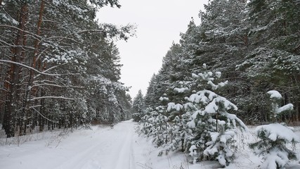 Winter pine path christmas tree forest wildlife winter landscape, beautiful snow is