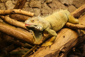 A beautiful close-up of a brown iguana