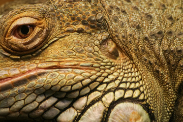 Fototapeta premium Piękne zbliżenie legwana brunatnego