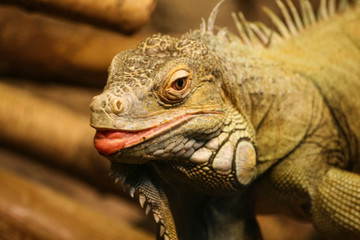Fototapeta premium A beautiful close-up of a brown iguana