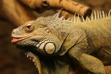 A beautiful close-up of a brown iguana