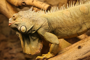 A beautiful close-up of a brown iguana