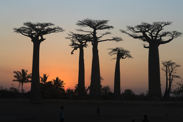 Baobab Trees in sun set.