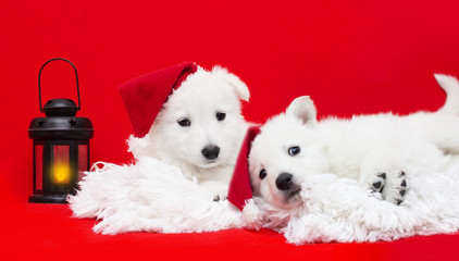 Berger Blanc Suisse puppy in a Christmas hat