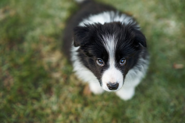 Border Collie Welpe