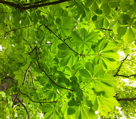 Fototapeta na wymiar Chestnut leaves.