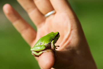 A beautiful green frog sitting on a hand