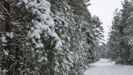 Christmas tree branch in snow pine winter fairy nature forest landscape