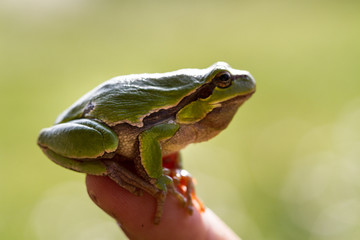 A beautiful green frog sitting on a hand