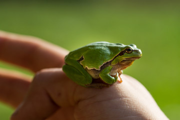 A beautiful green frog sitting on a hand