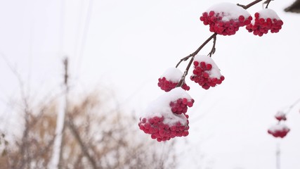 red bunches branch of rowan covered winter with the first snow