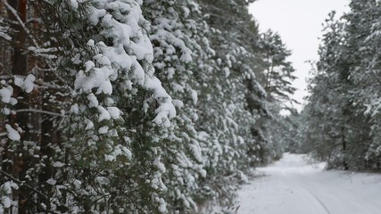 Fototapeta na wymiar Christmas tree branch in snow pine winter fairy nature forest landscape