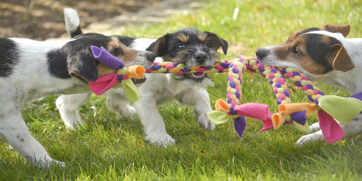 Puppies and adult dogs play with a toy - Jack Russell Terrier