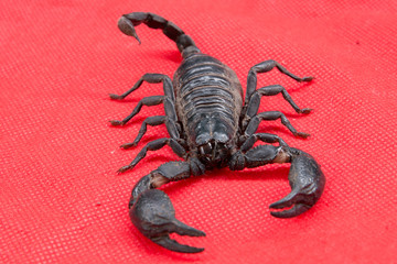 scorpion on  background