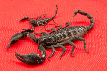 scorpion on  background