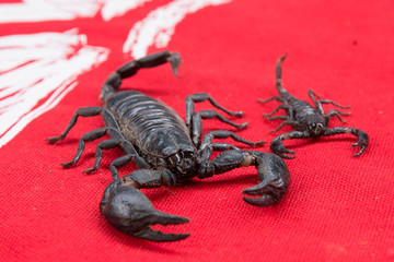 scorpion on  background
