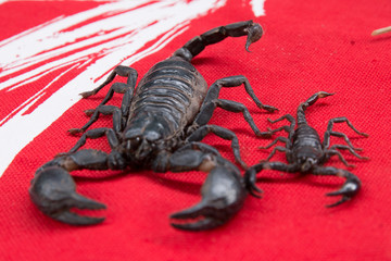 scorpion on  background