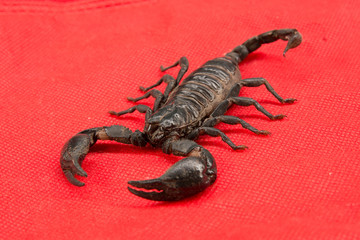 scorpion on  background