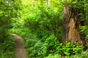 Obraz premium Forest.