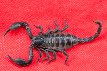 scorpion on  background