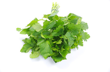 Obraz premium parsley