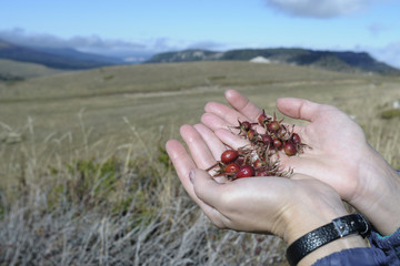 Rosehip in the palms of a woman on a background of nature