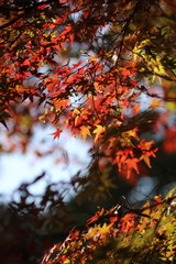 紅葉