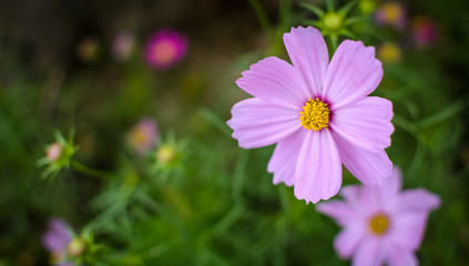 Cosmos flower