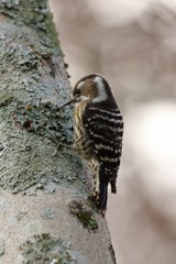 Japanese pygmy woodpecker　森のキツツキ　コゲラ
