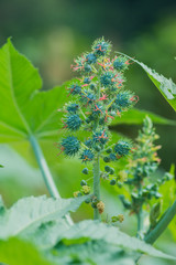 Biodiesel is produced from the seed pods of castor bean plants of Thailand 