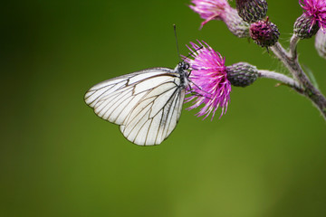 A beautiful white winged butterfly on a flower