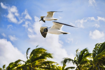  Seagulls during strong wind during a surf. Cuba, Atlantic Ocean