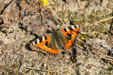 A beautiful colorful butterfly on a spring flower