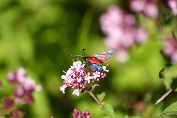 A beautiful colorful butterfly on a spring flower
