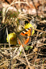 A beautiful colorful butterfly on a spring flower