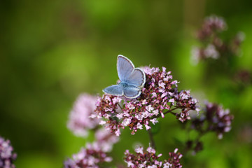 A beautiful blue butterfly on a flower